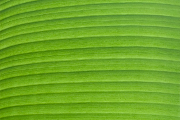 Photo lumière du soleil sur une feuille de bananier