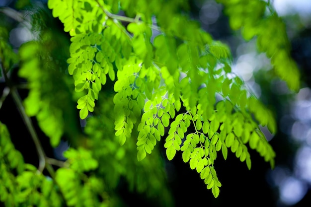 La lumière du soleil sur les feuilles de Moringa oleifera suspendues Feuilles de pilon vert frais