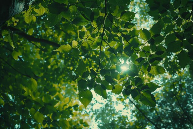 La lumière du soleil filtre à travers les feuilles des arbres