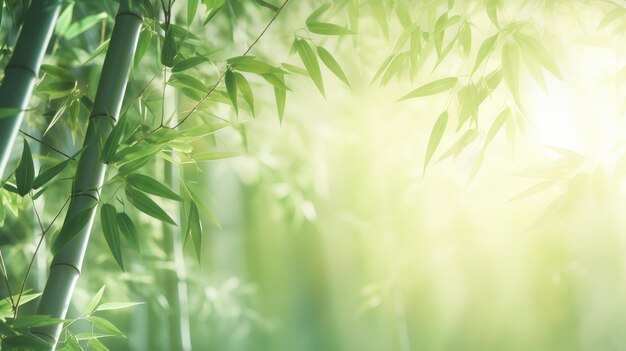 La lumière du soleil filtre à travers la forêt de bambou