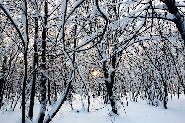 lumière du soleil d'hiver