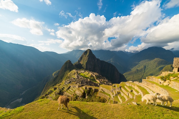 Lumière du soleil sur le Machu Picchu, au Pérou, avec les lamas au premier plan