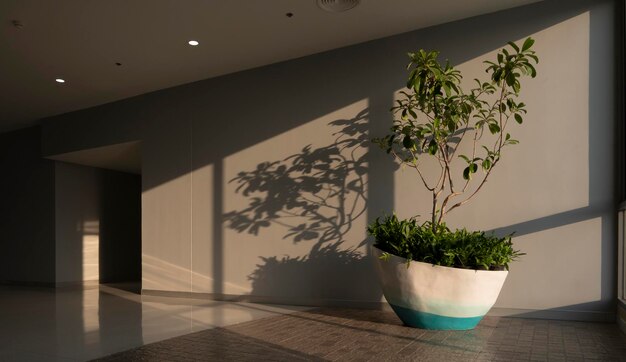 Lumière du soleil et ombre sur la surface de la plante d'intérieur verte dans le couloir à l'intérieur du bâtiment