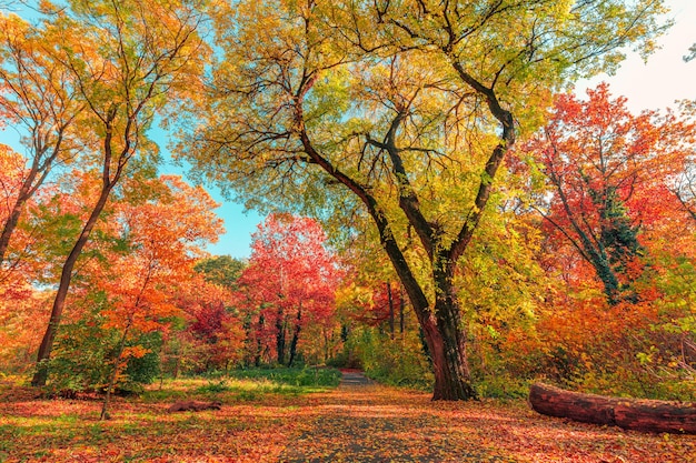 La lumière du soleil orange feuilles d'or chemin forestier dans un parc avant le coucher du soleil. Paysage d'automne saisonnier idyllique