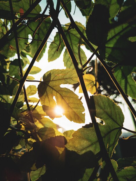 Photo la lumière du soleil pénètre derrière les feuilles vertes