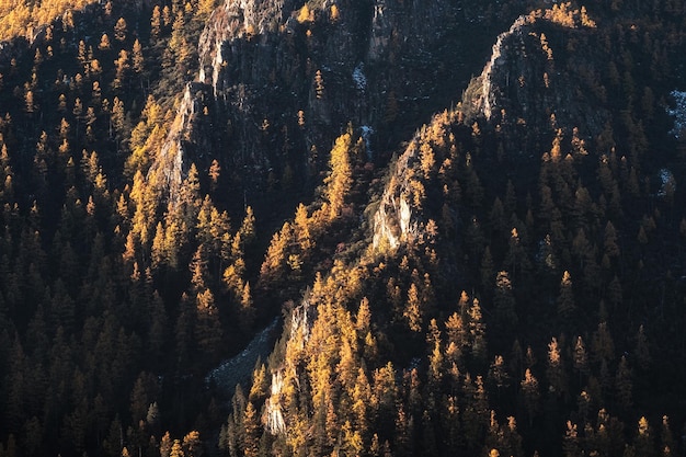 Lumière du soleil sur les pins dans la forêt d'automne sur la falaise