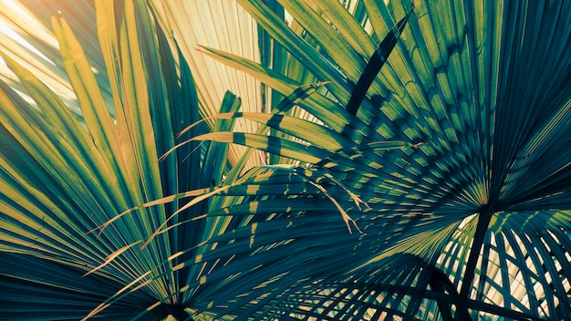 Photo la lumière du soleil qui brille à travers la feuille de palmier tropical