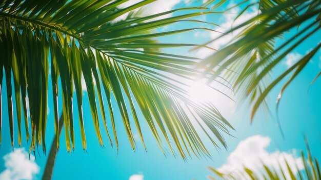La lumière du soleil qui brille à travers les feuilles de palmier sous un ciel bleu clair