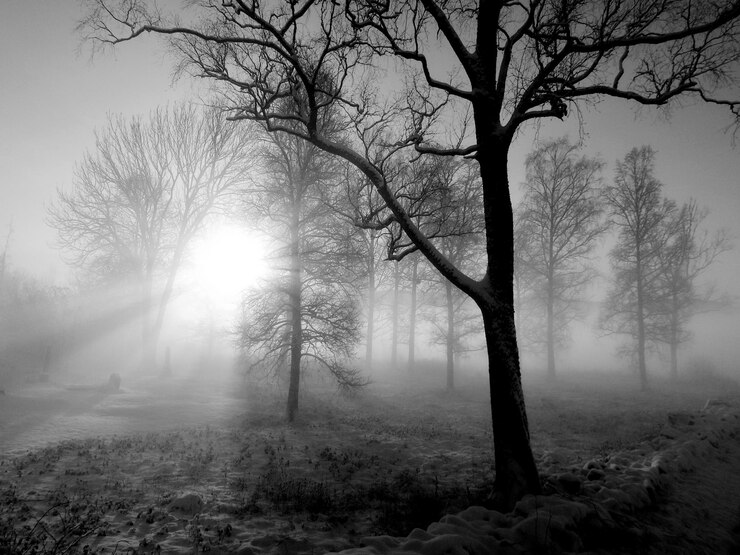 Photo la lumière du soleil qui traverse l'arbre en hiver