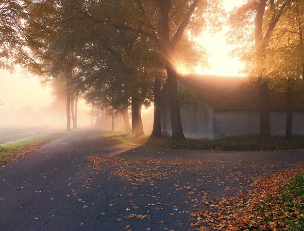 Photo la lumière du soleil qui traverse les arbres à l'automne