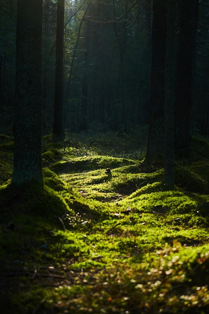 La lumière du soleil rayonnant à travers une forêt de pins d'automne