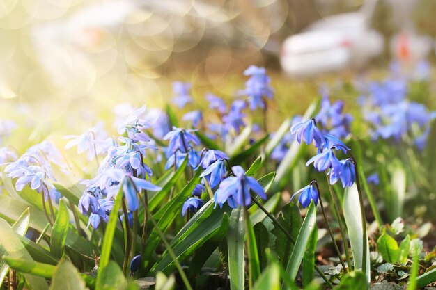 Lumière du soleil et rayons sur la première fleur bleue au printemps