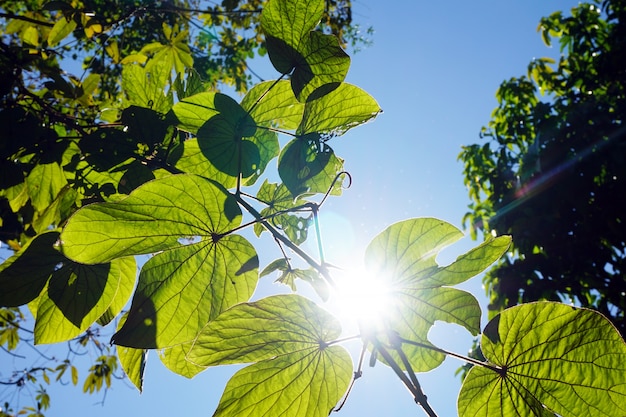 La lumière du soleil rend les feuilles vertes.