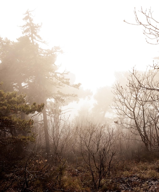 La lumière du soleil tombe dans la forêt brumeuse