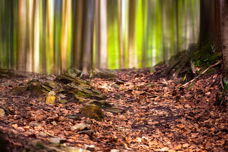 Photo la lumière du soleil tombe sur le tronc d'un arbre dans la forêt