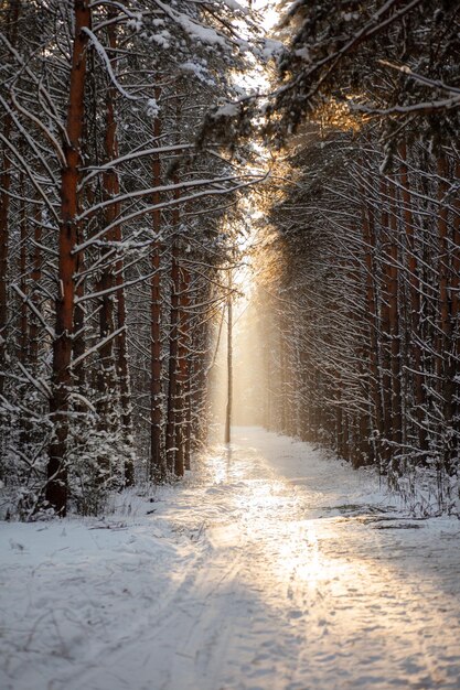La lumière du soleil à travers les arbres de la forêt. Arbres à neige et piste de ski de fond.