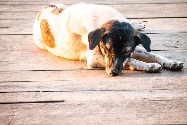 La lumière du soleil à travers le chien errant noir et blanc ou chien de ferme allongé sur le pont