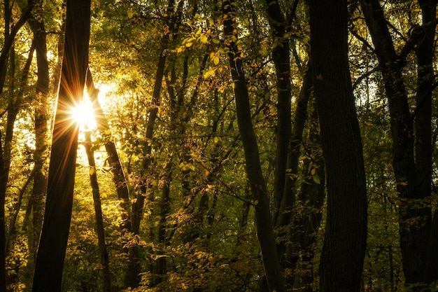 Photo la lumière du soleil traverse les arbres de la forêt