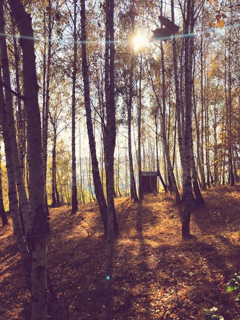 Photo la lumière du soleil traverse les arbres de la forêt