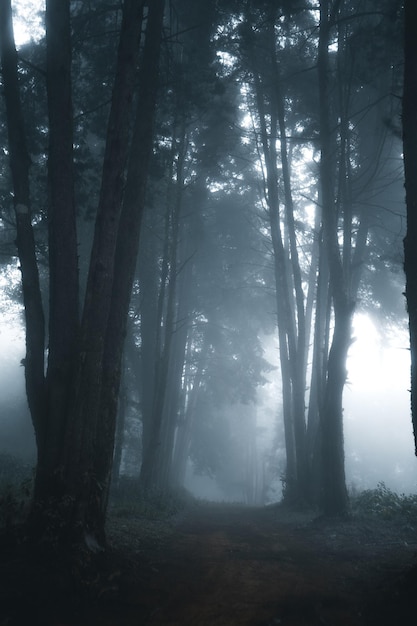 La lumière du soleil traverse les arbres de la forêt