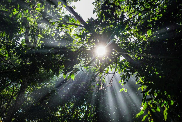 La lumière du soleil traverse les arbres de la forêt