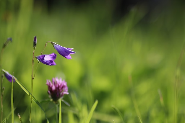 Lumière de fleur du soleil dans le domaine