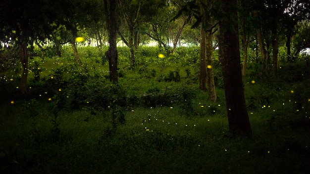 Lumière jaune de luciole volent dans la forêt la nuit après les soleils