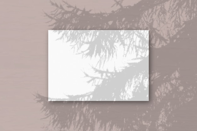 Photo la lumière naturelle jette les ombres d'une feuille a4 horizontale de branche d'épinette de papier texturé blanc
