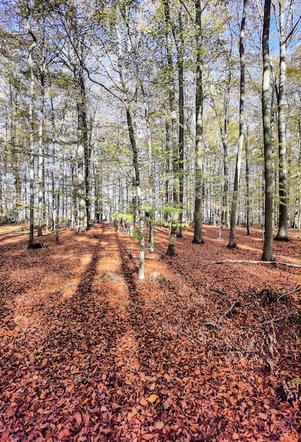 Lumière et ombre dans la forêt