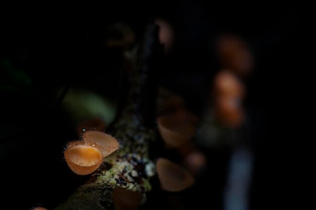 Lumière tachetée à la tasse orange comme un champignon avec un arrière-plan flou foncé