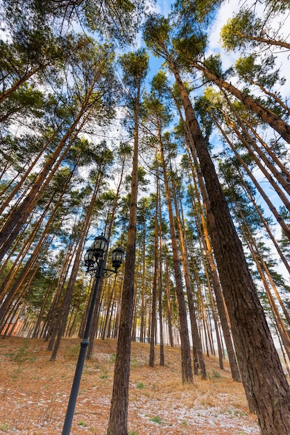 Lumières et nuages de la forêt de pins