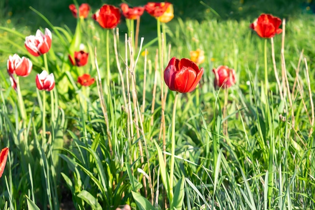 Lumineux coloré rouge violet tulipe bouton fleurs floraison floraison sur parc de la ville jardin jardin parterre de fleurs en plein air sur ensoleillé printemps été jour flore soins des fleurs jardinage nature paysage