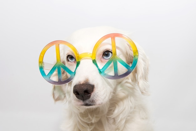 LUNETTES DE SOLEIL HIPPIE POUR CHIEN. ISOLÉ