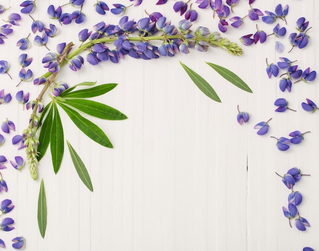 Lupin sur fond de bois blanc