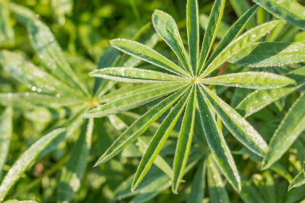 Lupin laisse avec des gouttes de pluie