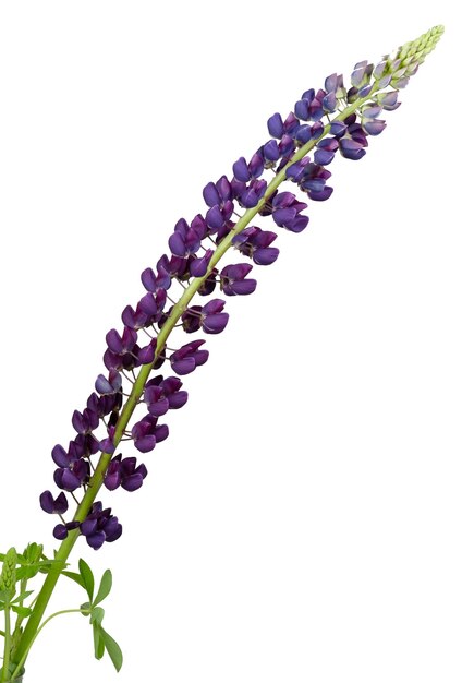 Lupin violet champ d'été isolé fleur sauvage