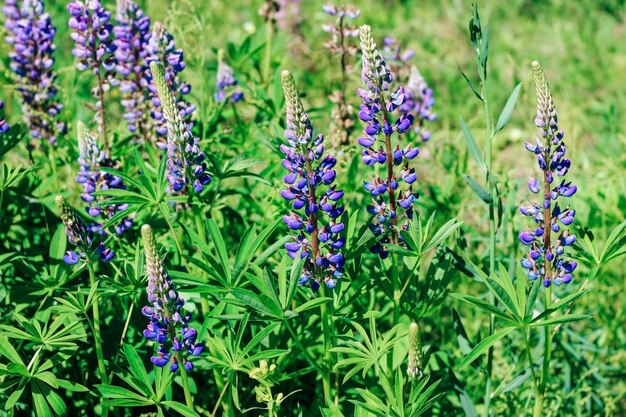 Lupin violet en fleurs dans le jardin. Belle vivace.