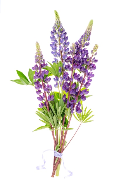 Lupin violet sur fond blanc isolé