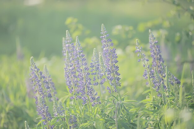 lupins au champ / fleurs d'été fleurs sauvages violettes, nature, paysage au champ en été