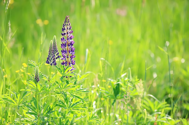 lupins au champ / fleurs d'été fleurs sauvages violettes, nature, paysage au champ en été