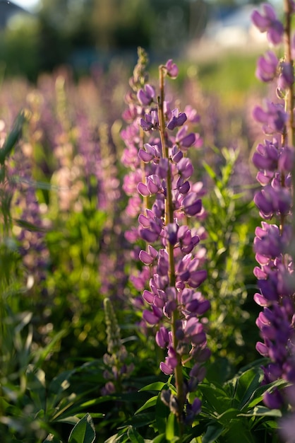 Lupins au coucher du soleil avec rétro-éclairage