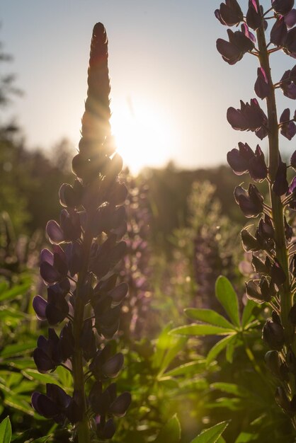 Lupins au coucher du soleil avec rétro-éclairage