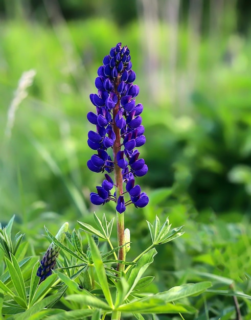 Lupins bleus de fleurs de prairie d'été