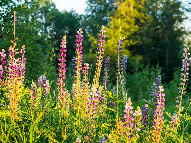 Lupins de fleurs sauvages au soleil, fond d'été.