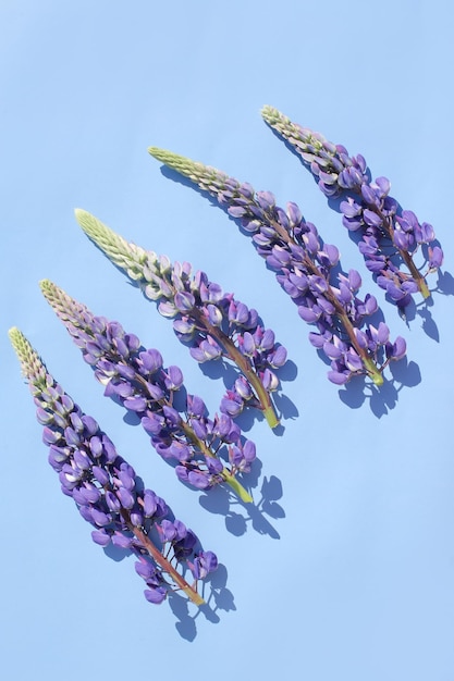 Lupins juteux brillants sur un fond lumineux et magnifique en plein écran