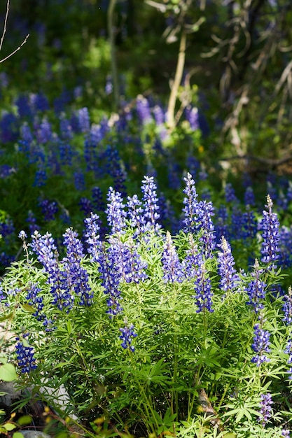 Lupins en pleine floraison sur le sol de la forêt alpine.