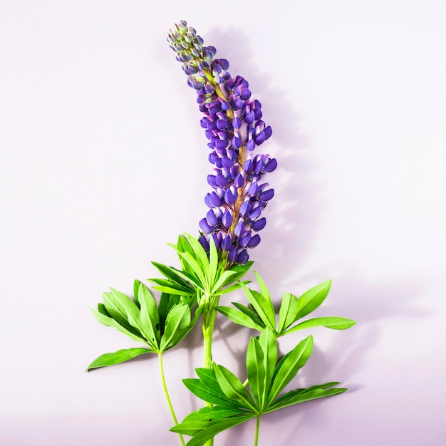 Lupins de printemps bleu sur fond violet