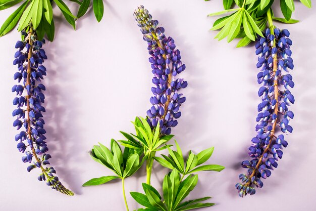 Lupins de printemps bleu sur fond violet