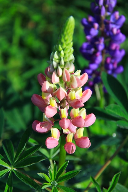 Lupins sauvages