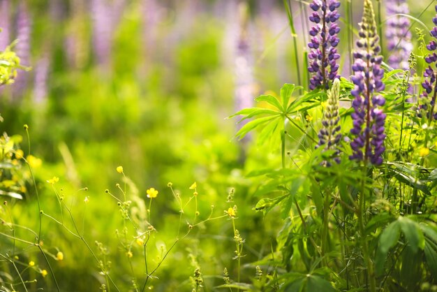 Lupins violets et blancs dans un champ contre le soleil Clairière de fleurs d'été Beau fond